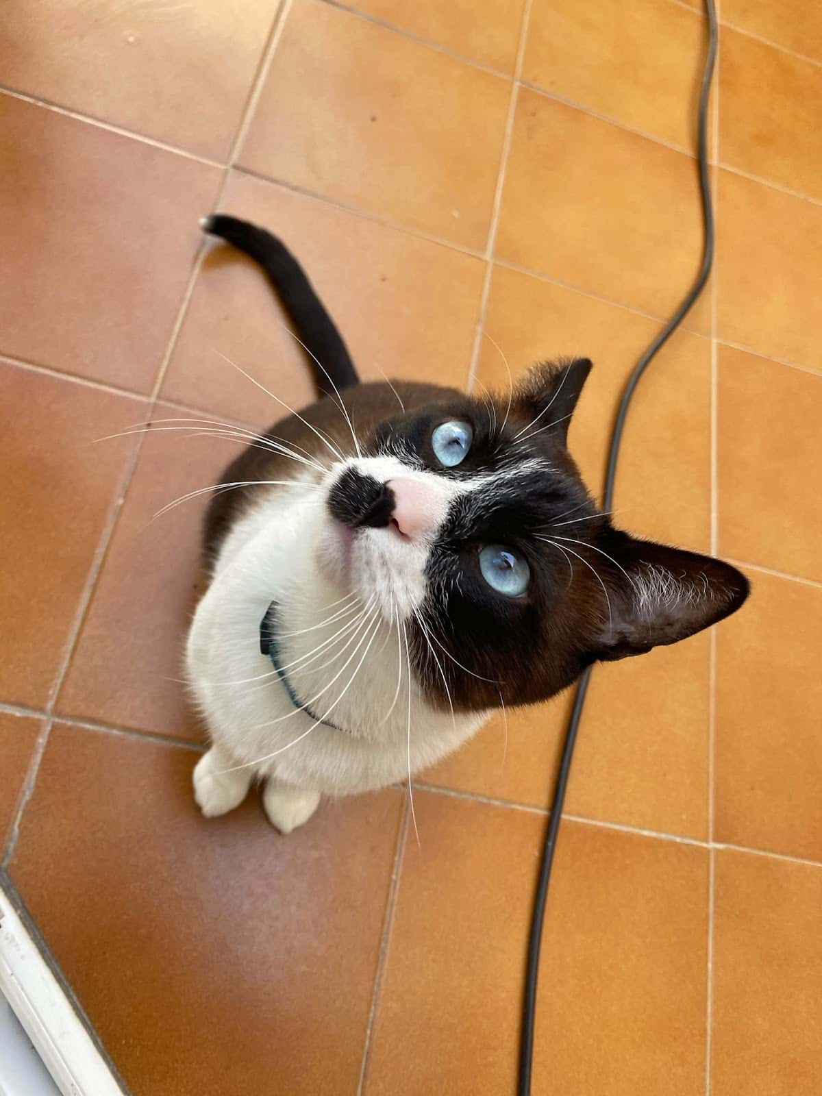 Clínica Veterinaria D'rosa