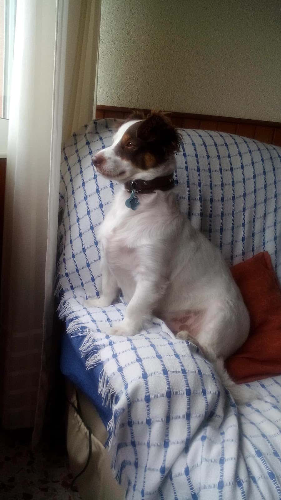 Clínica Veterinaria D'rosa