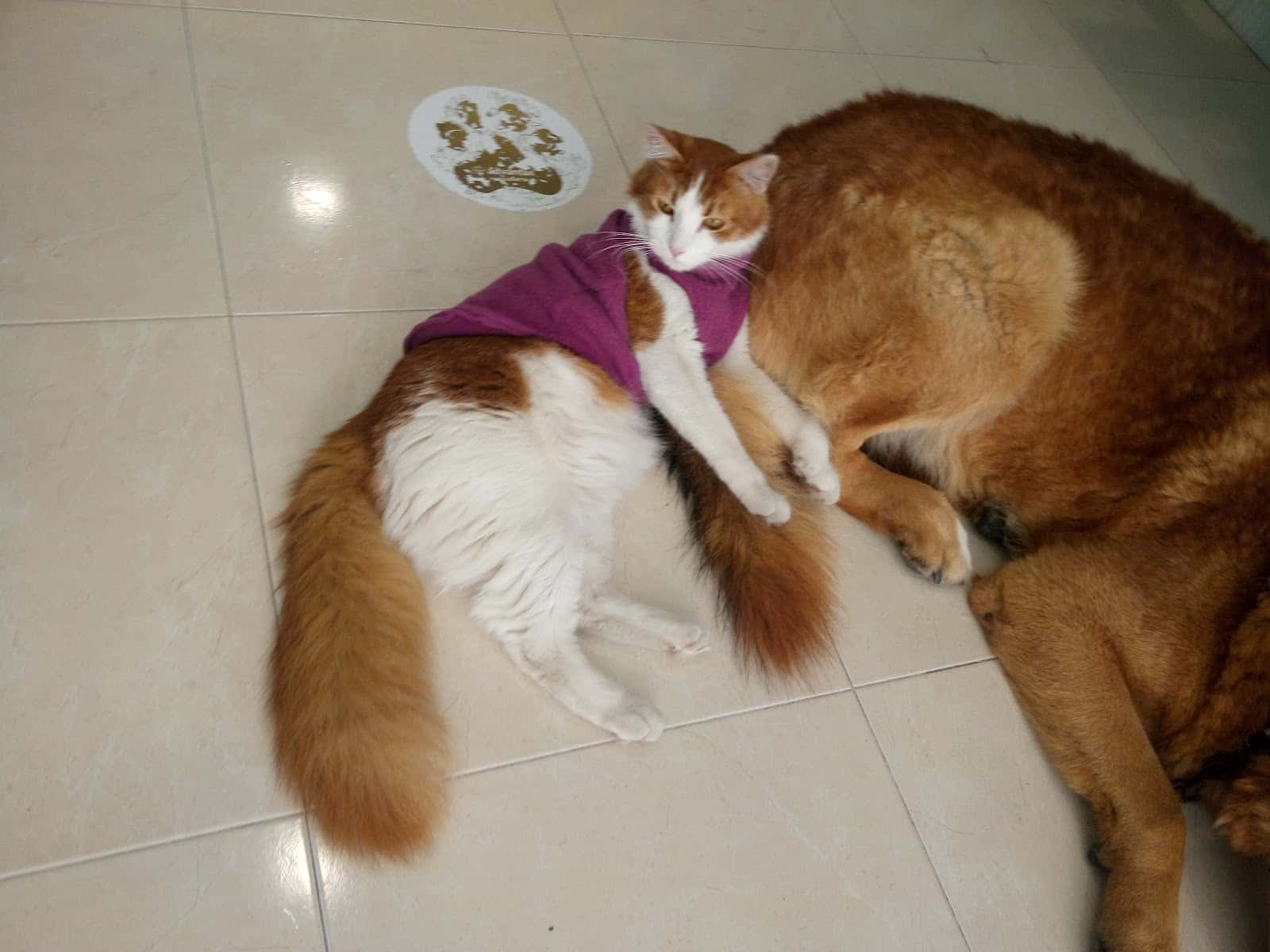 Clínica Veterinaria D'rosa
