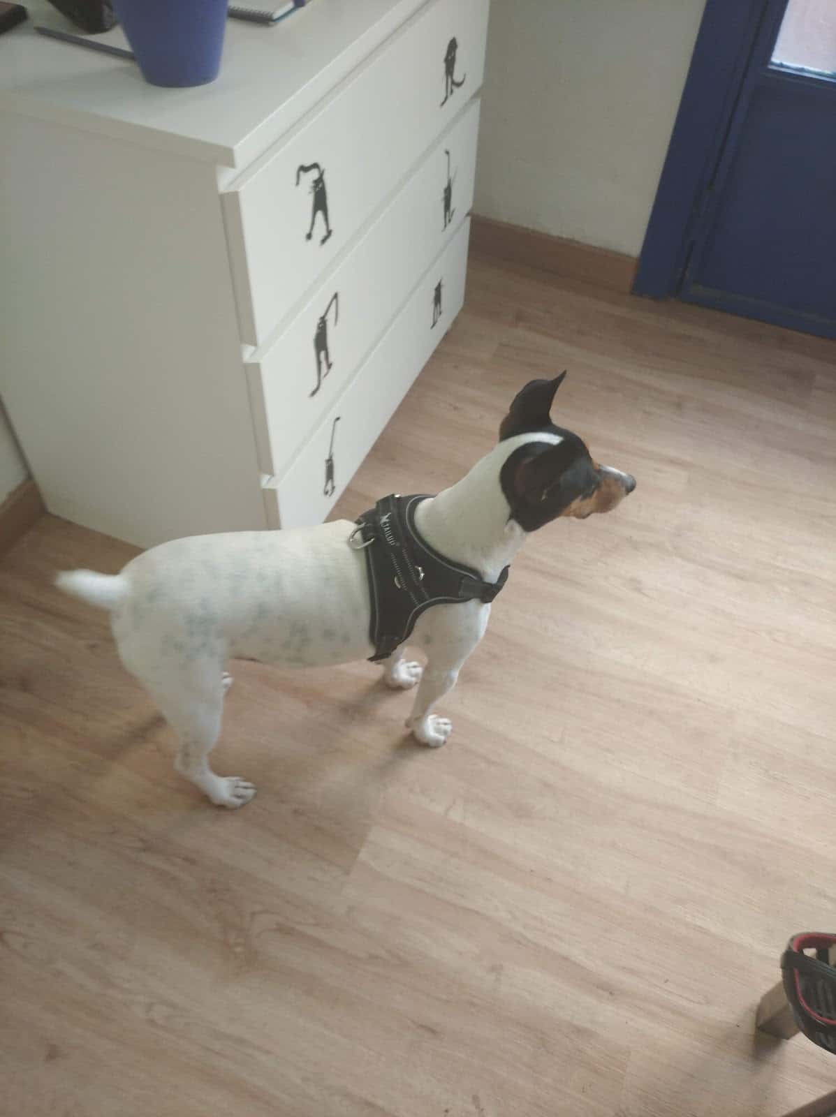 clinica veterinaria paws patas veterinario clinica en mula en murcia principalImage ADOPTA Sitios Pet Friendly