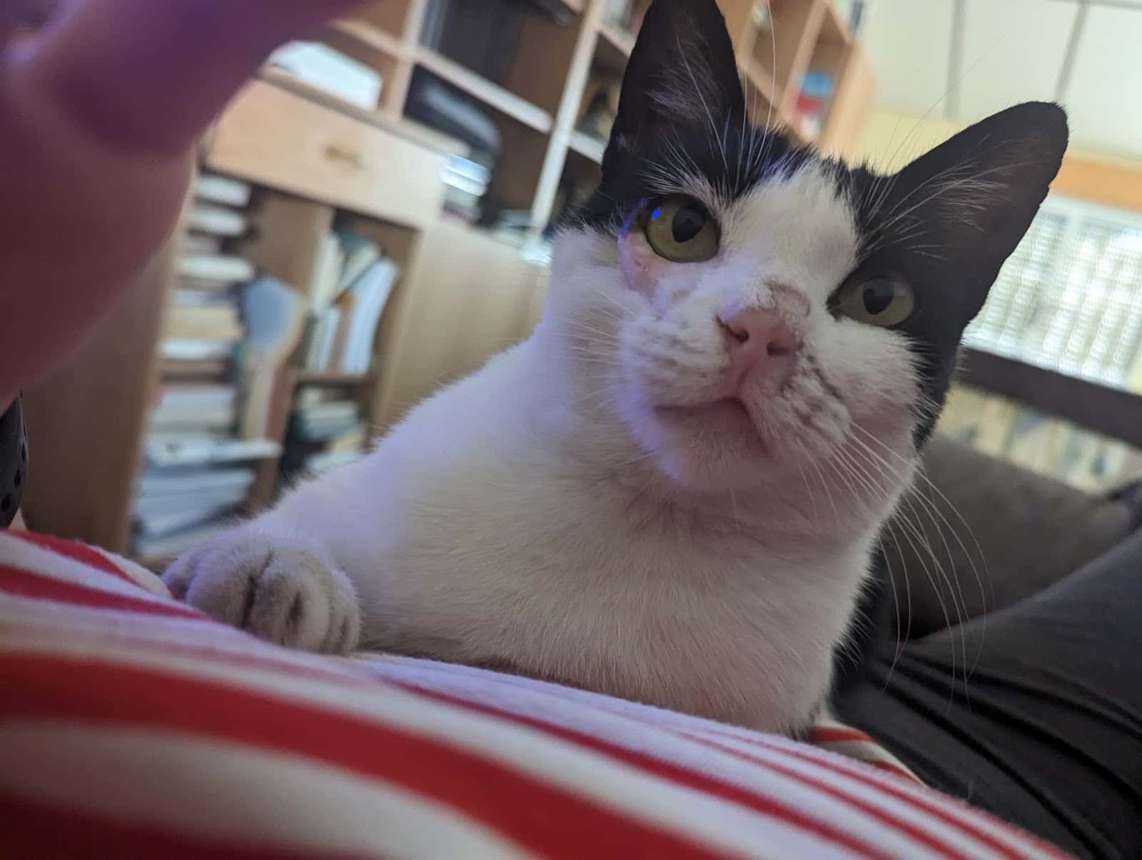 AmiGato Clínica Felina