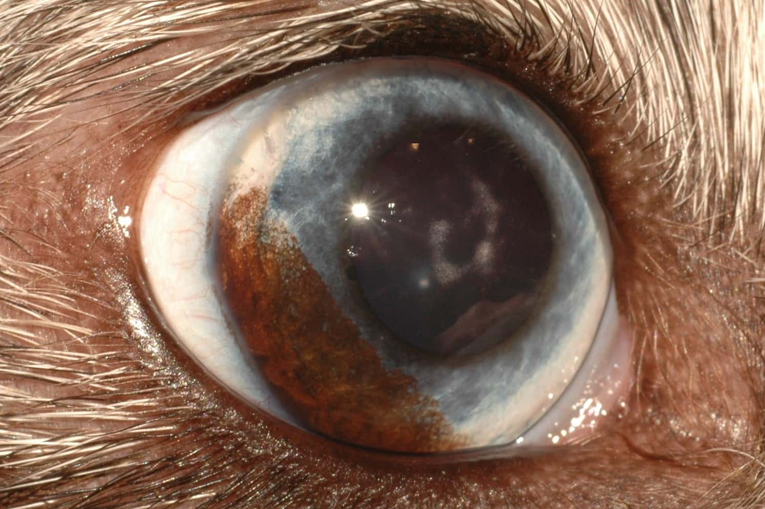 Clínica Veterinaria El Carmen