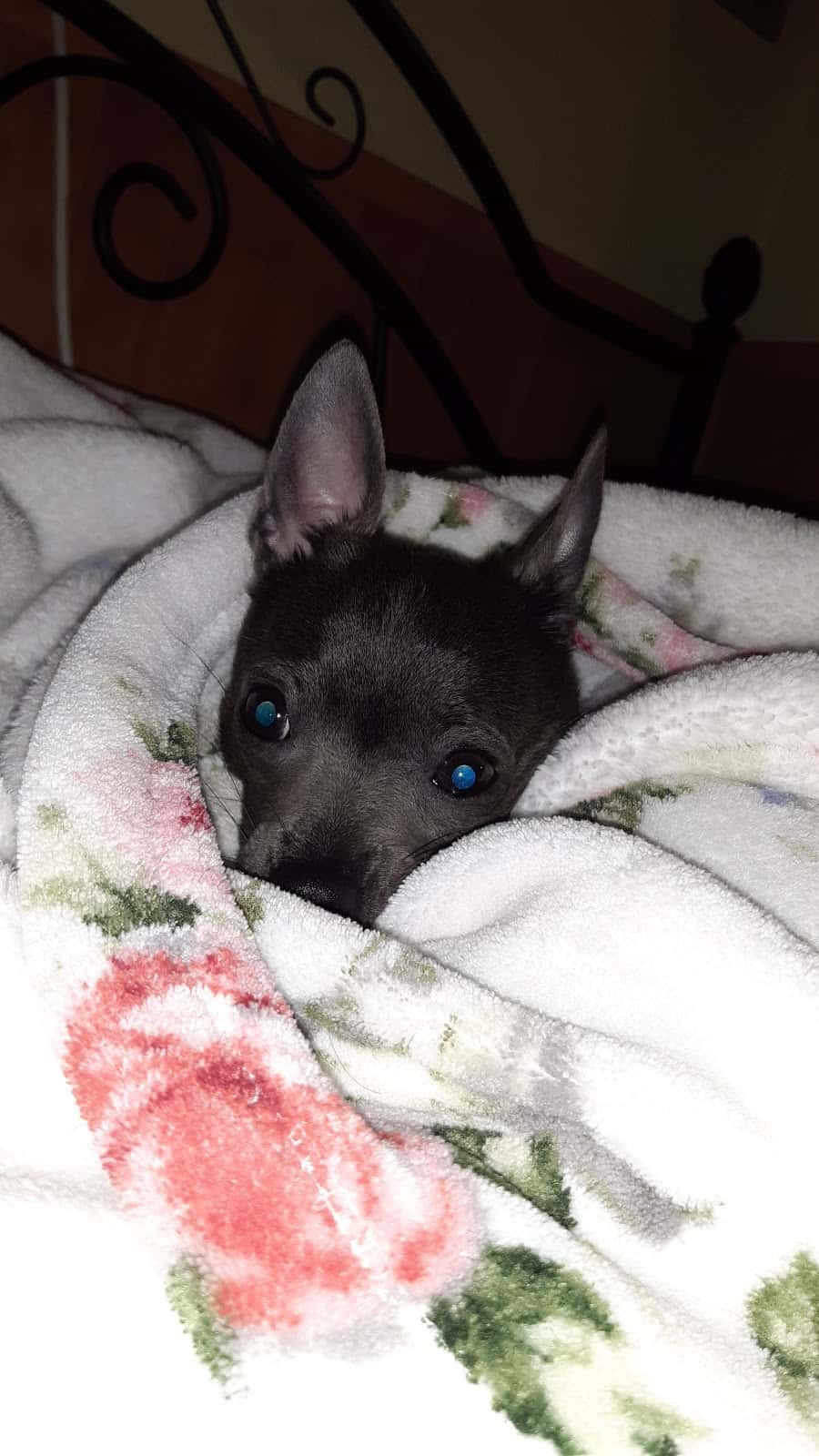 Clínica Veterinaria Bichos