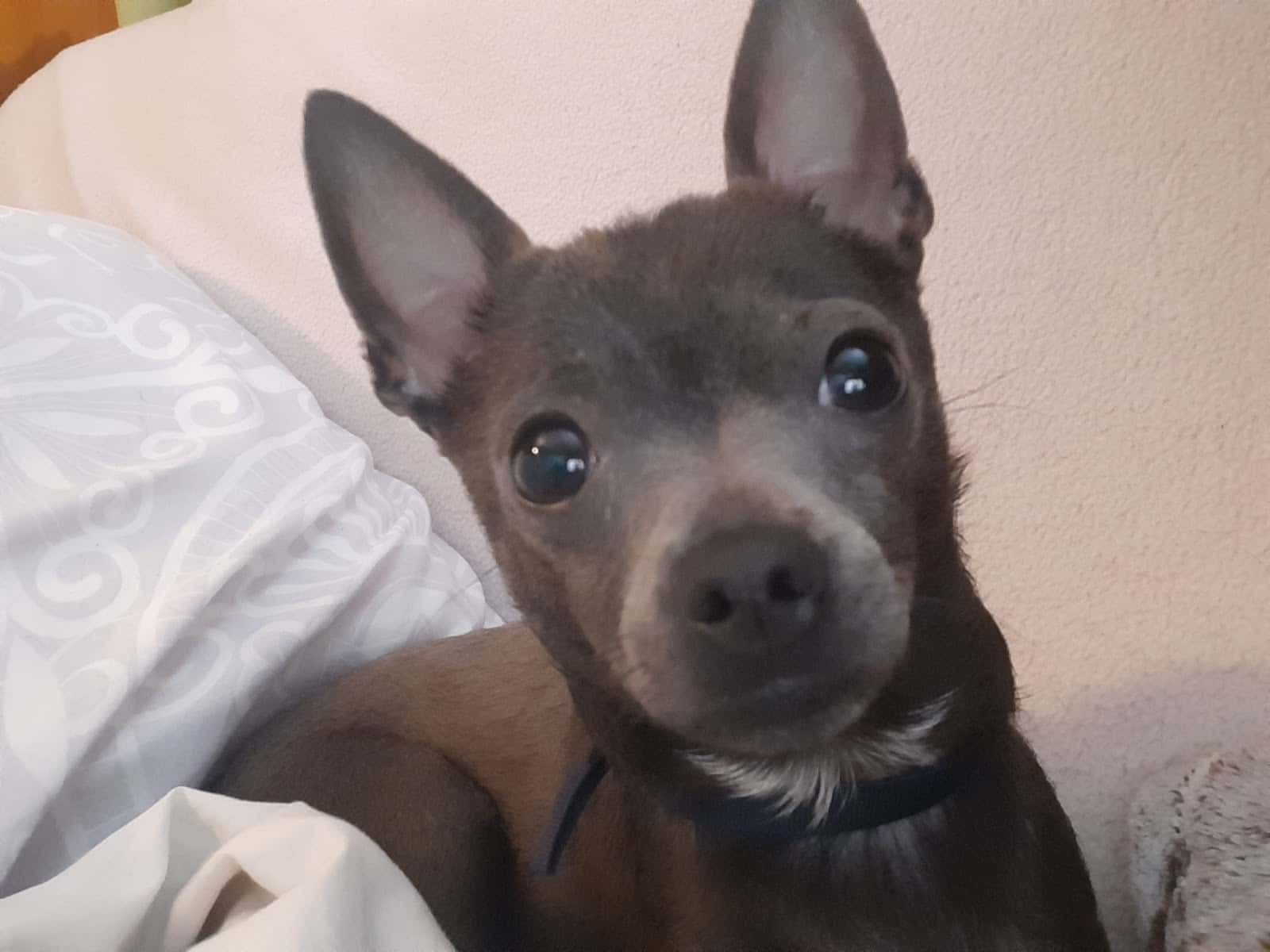Clínica Veterinaria Bichos