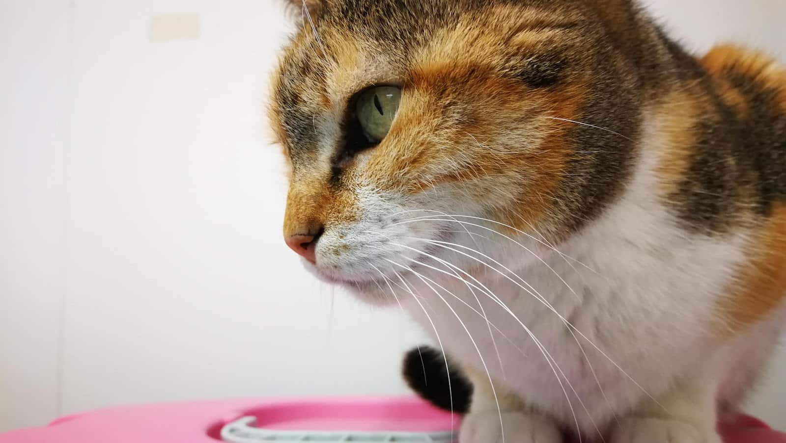 san roque veterinarios veterinario centro barrio murcia en murcia en murcia principalImage ADOPTA Sitios Pet Friendly