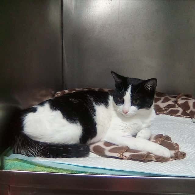 Clínica Veterinaria Andrada