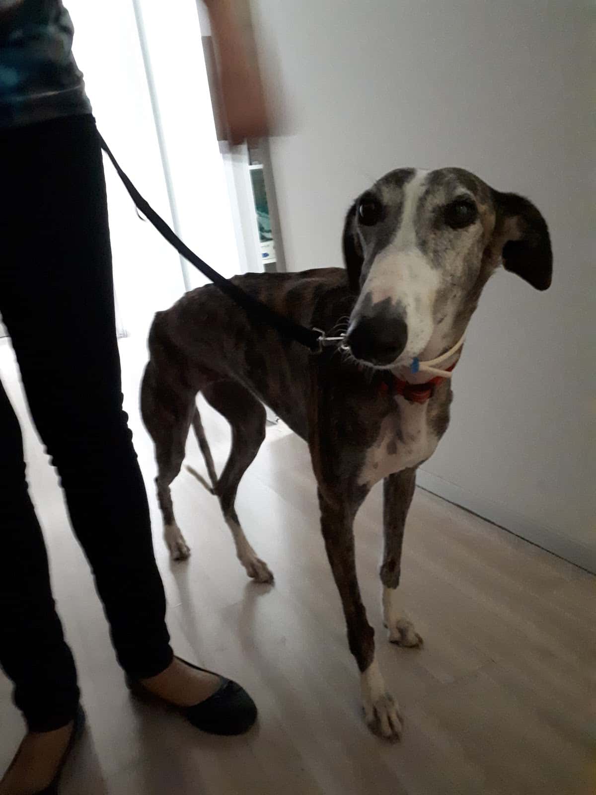 Clínica Veterinaria Bonafé