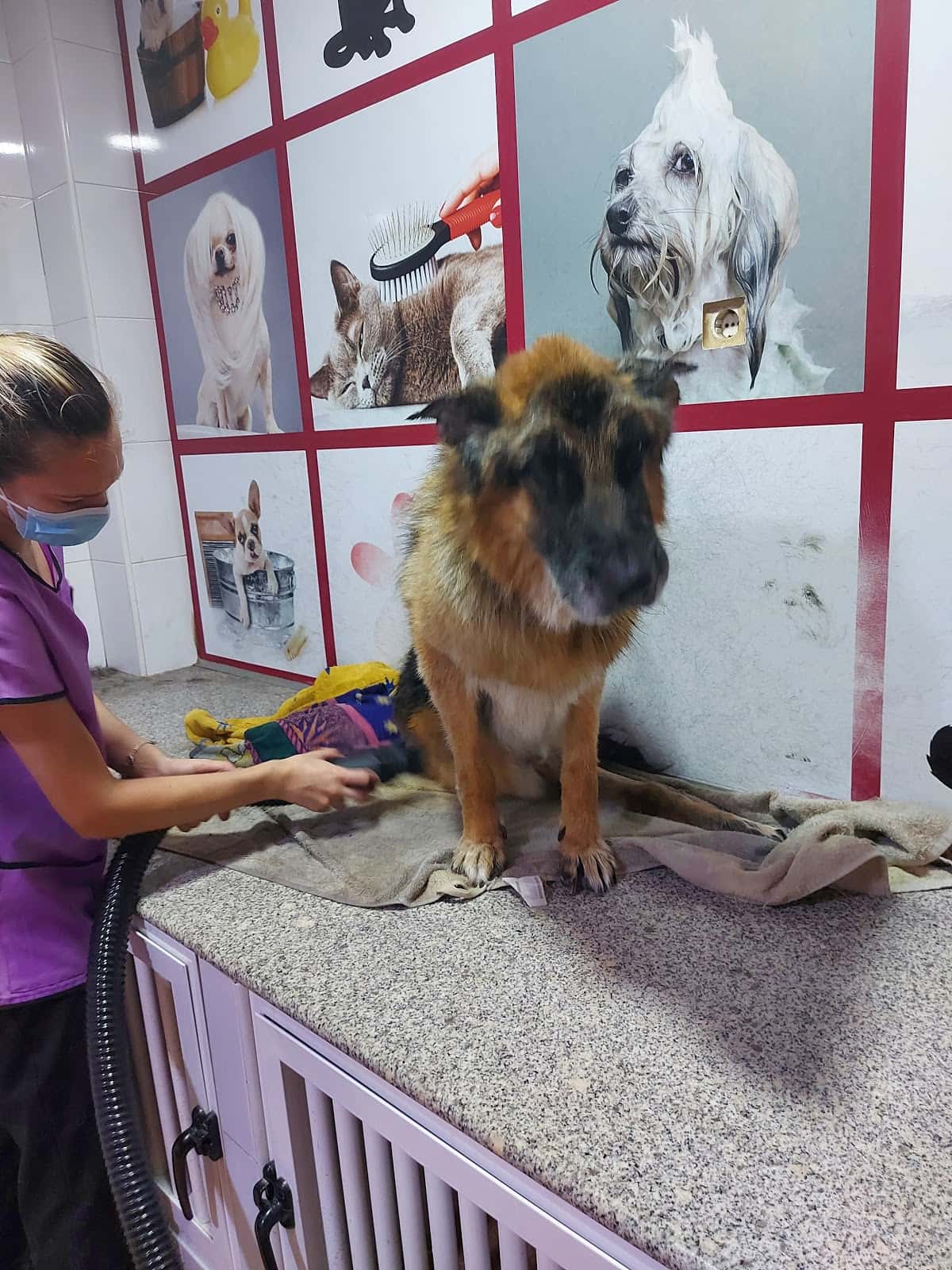 Clínica Veterinaria Zarpas
