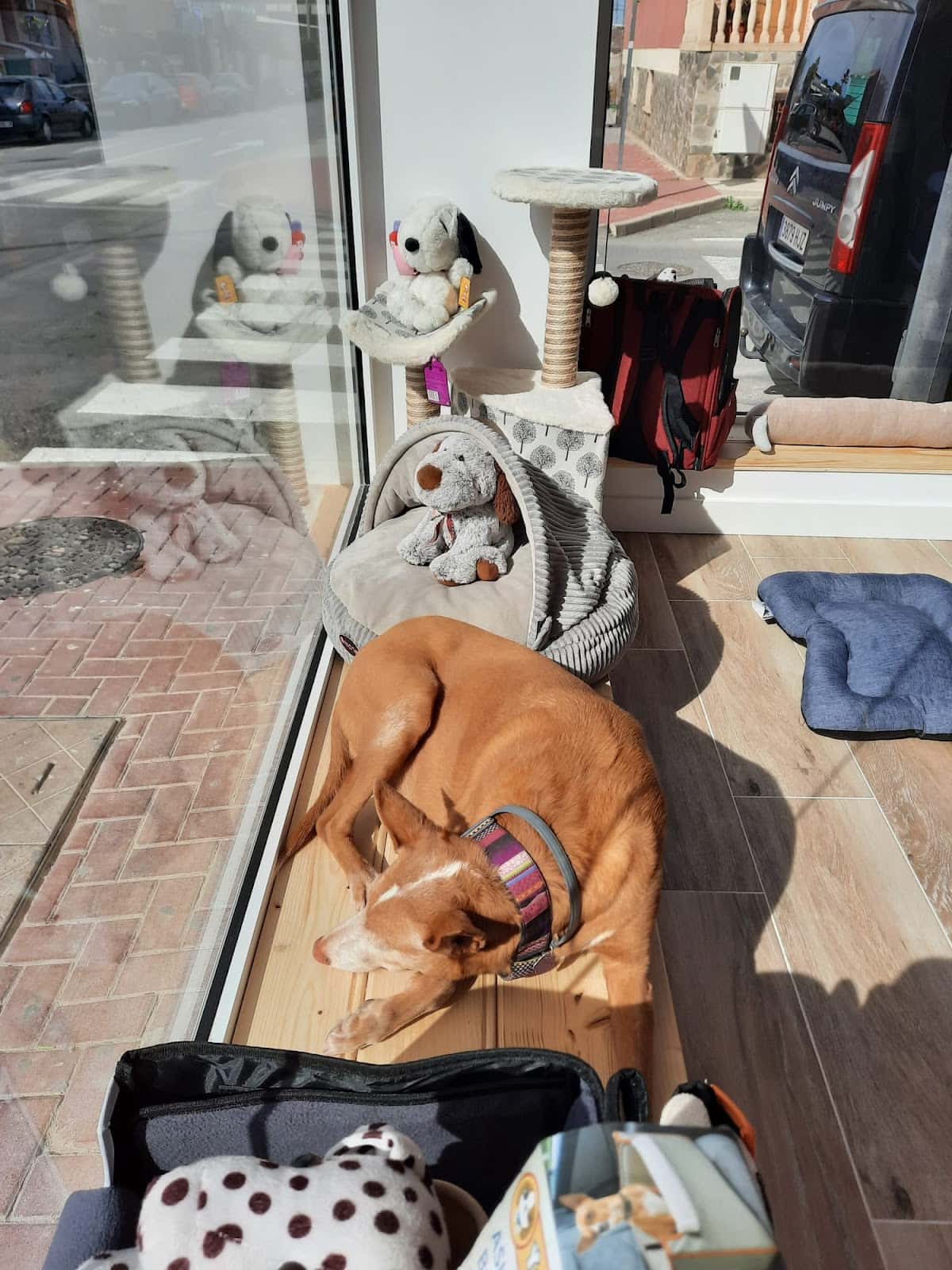 Más que perros