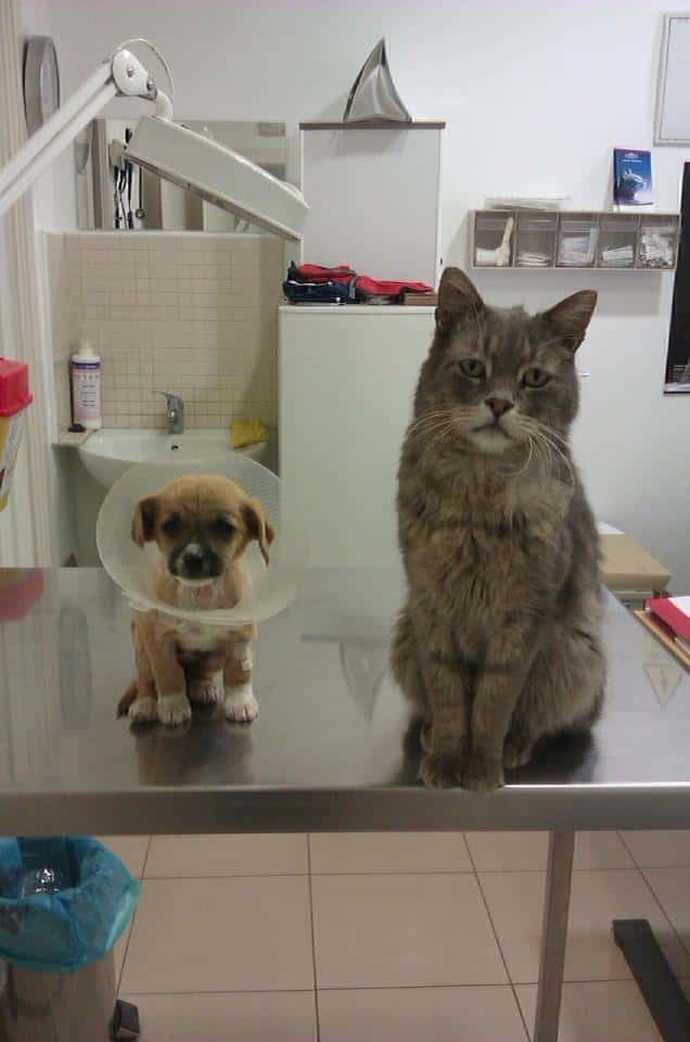 Clinica Veterinaria Ilorci