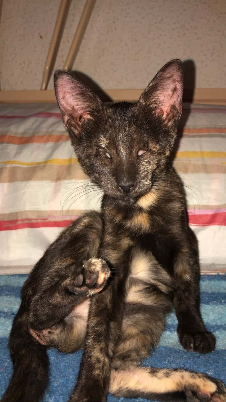 Clínica Veterinaria La Paz