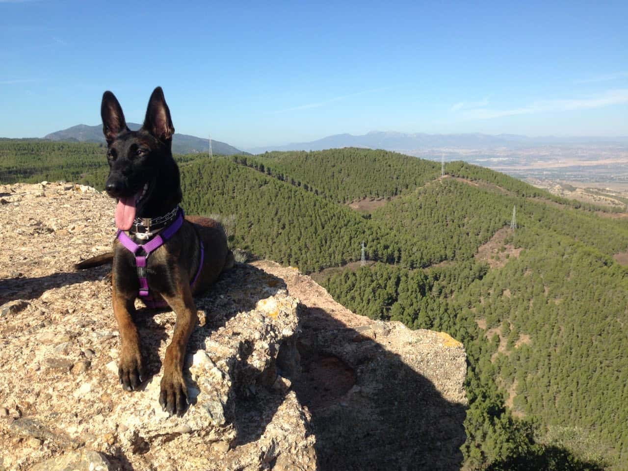 Clínica Veterinaria La Paz