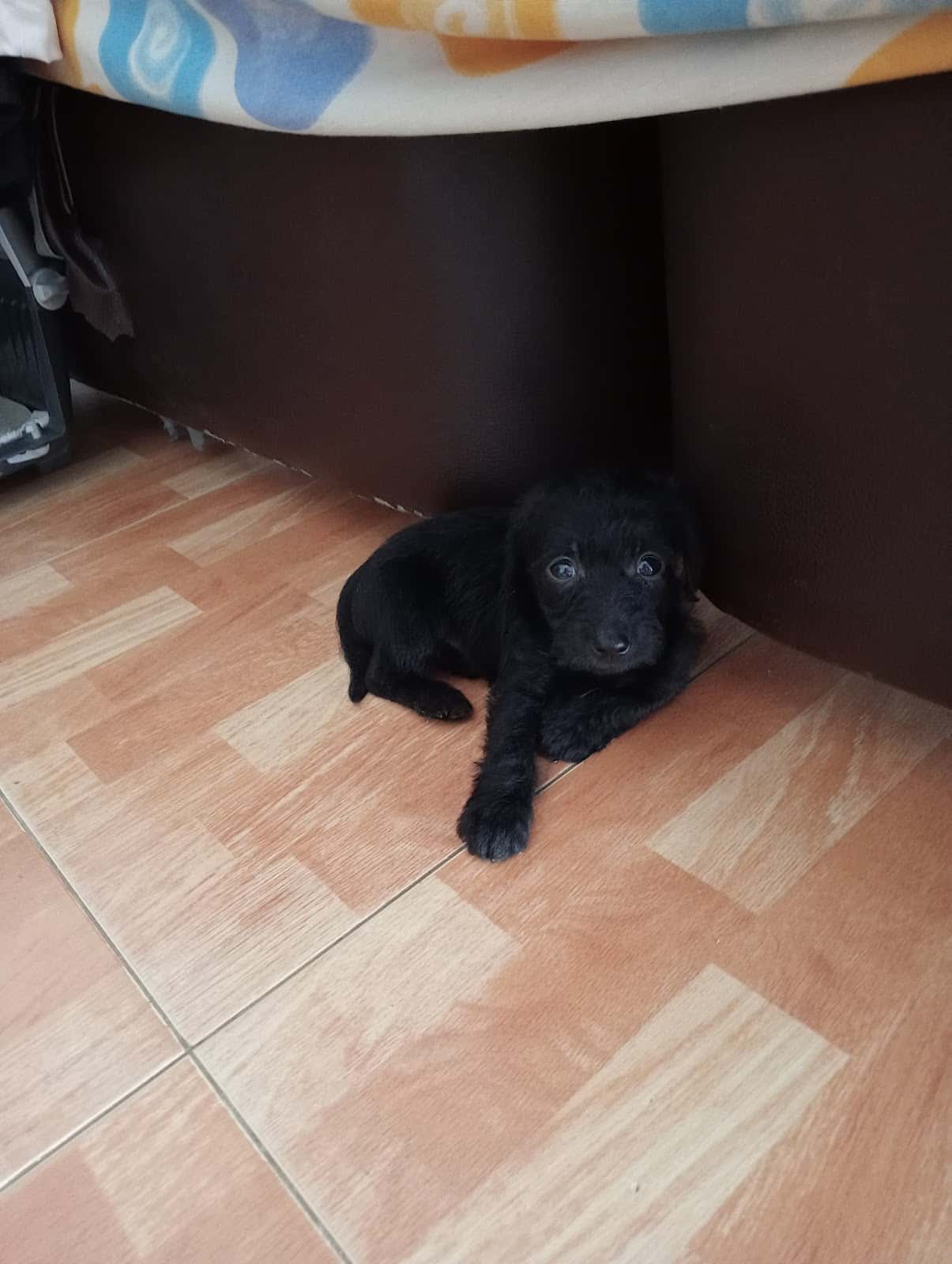 Clinica Veterinaria DADO II