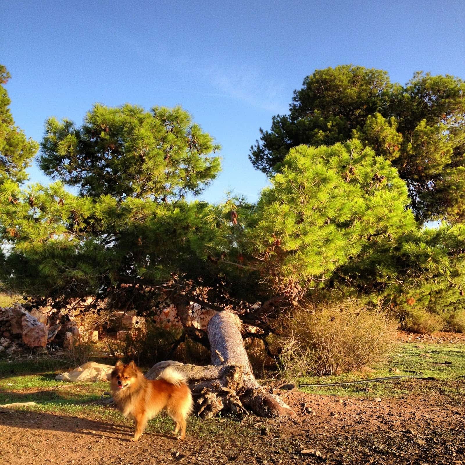 Centro Veterinario Jardín de la Seda