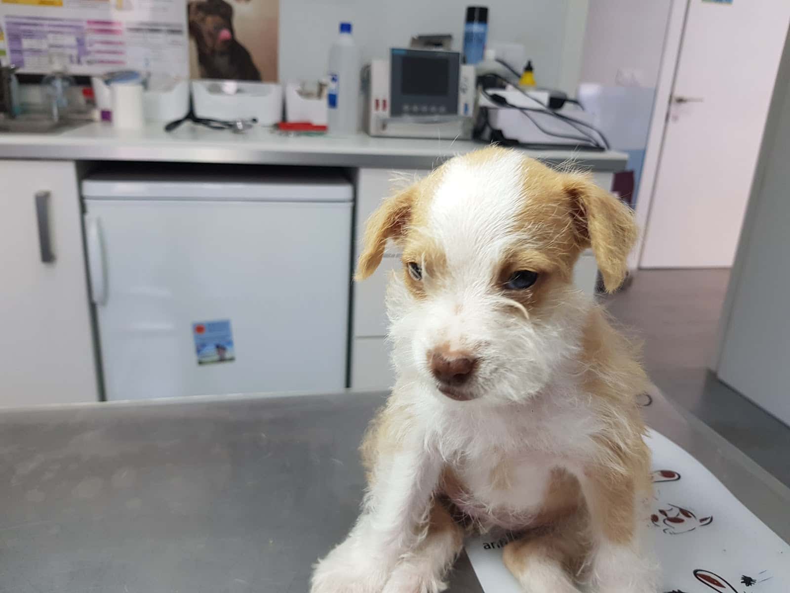 Kaneko Clínica Veterinaria