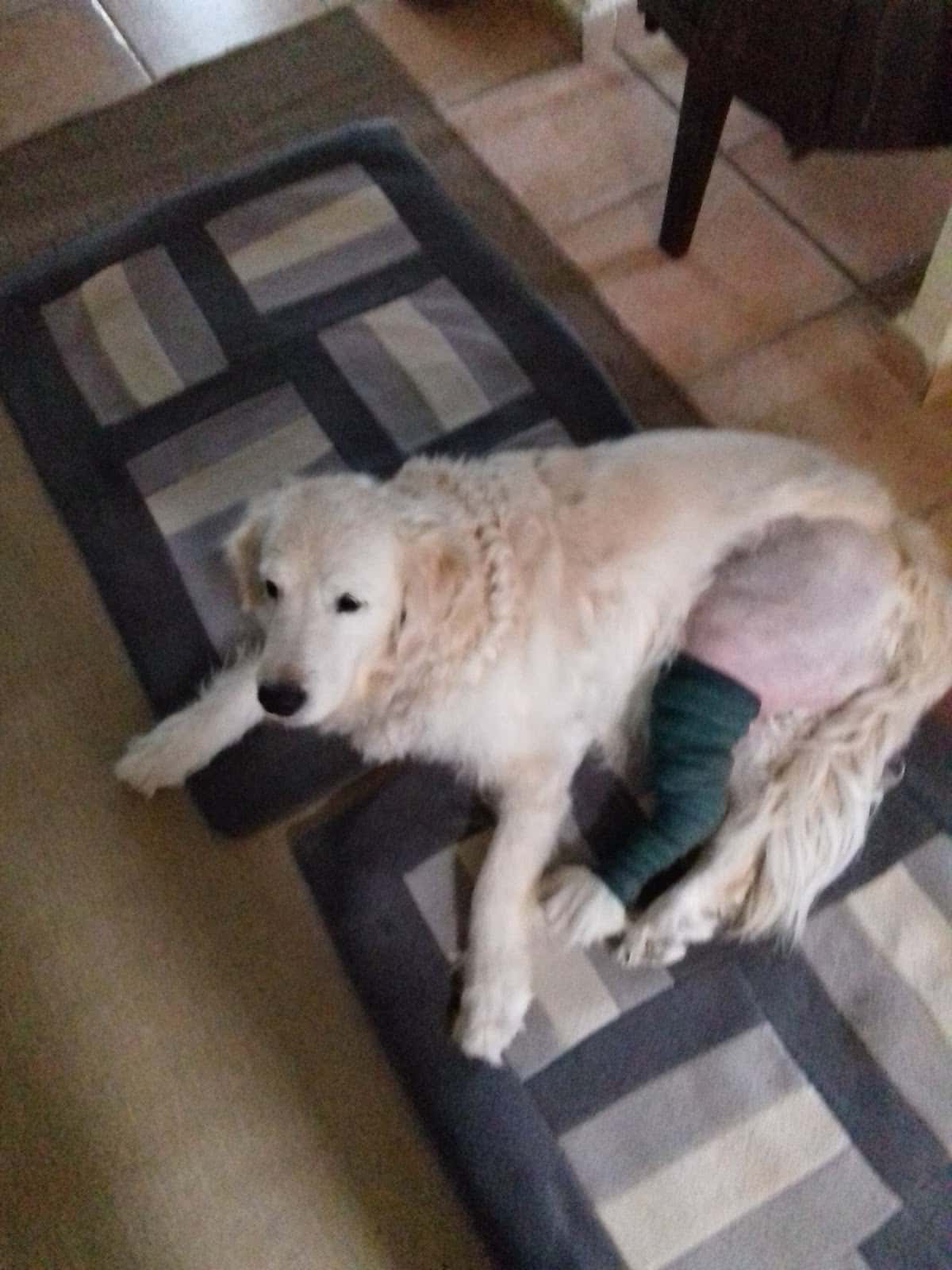 Kaneko Clínica Veterinaria