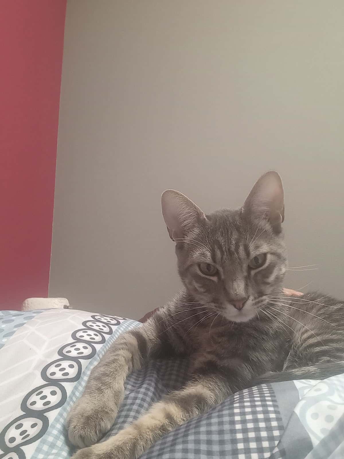 Clinica Veterinaria Andia