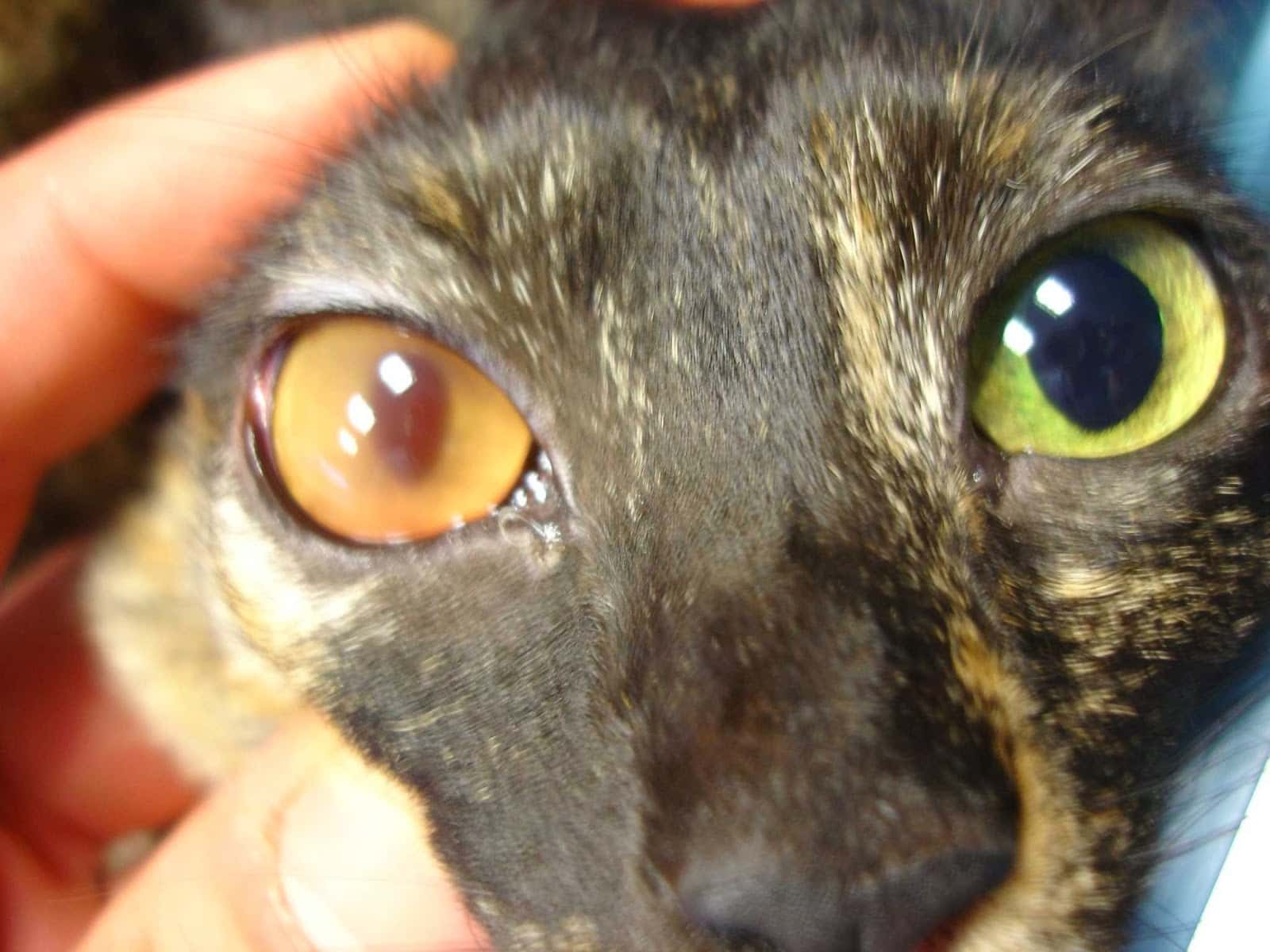 Clinica Veterinaria Andia