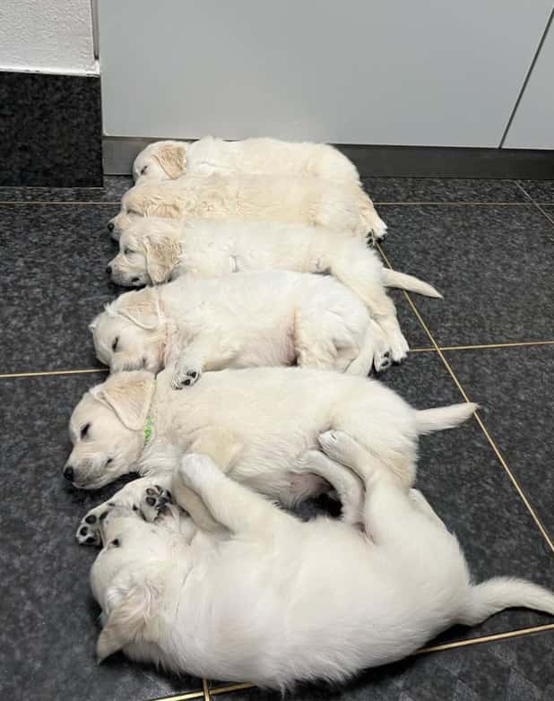 Clínica Veterinaria Pets Barajuan - Vitoria