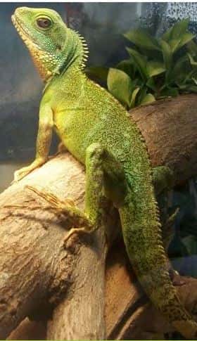 Clínica Veterinaria Arandilla