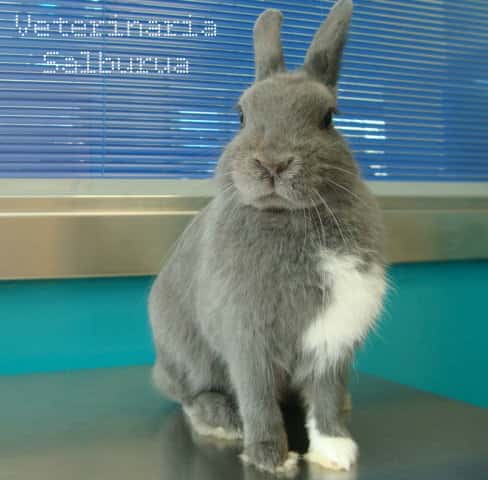 Veterinaria Salburua - Wecan Salburua