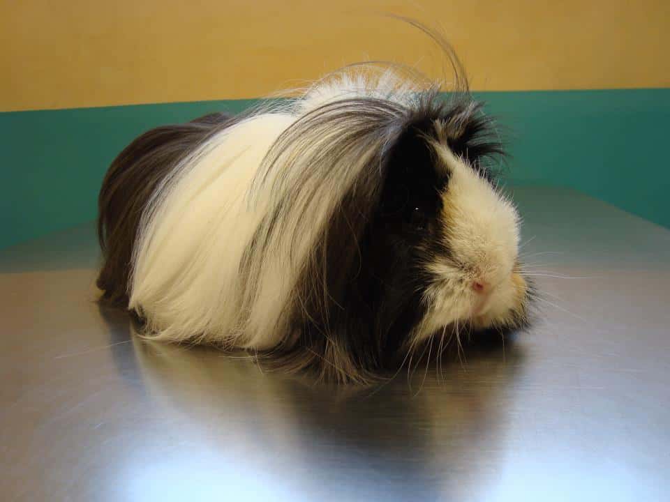 veterinaria salburua   wecan salburua veterinario centro en vitoria gasteiz en alava principalImage ADOPTA Sitios Pet Friendly