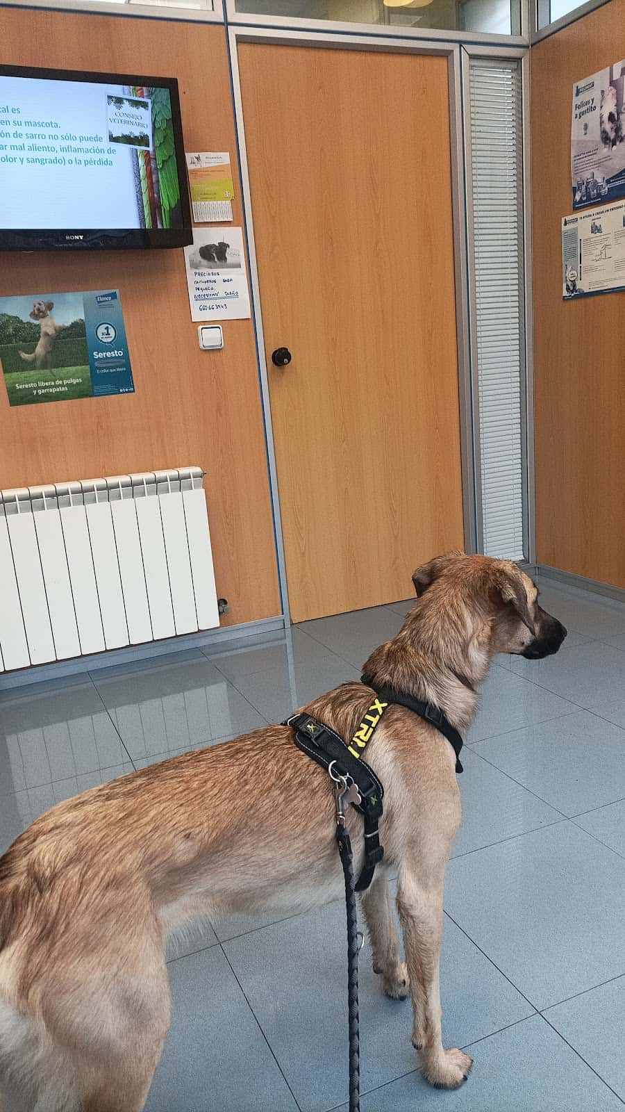 Clinica Veterinaria Vitoria SL -Gasteiz