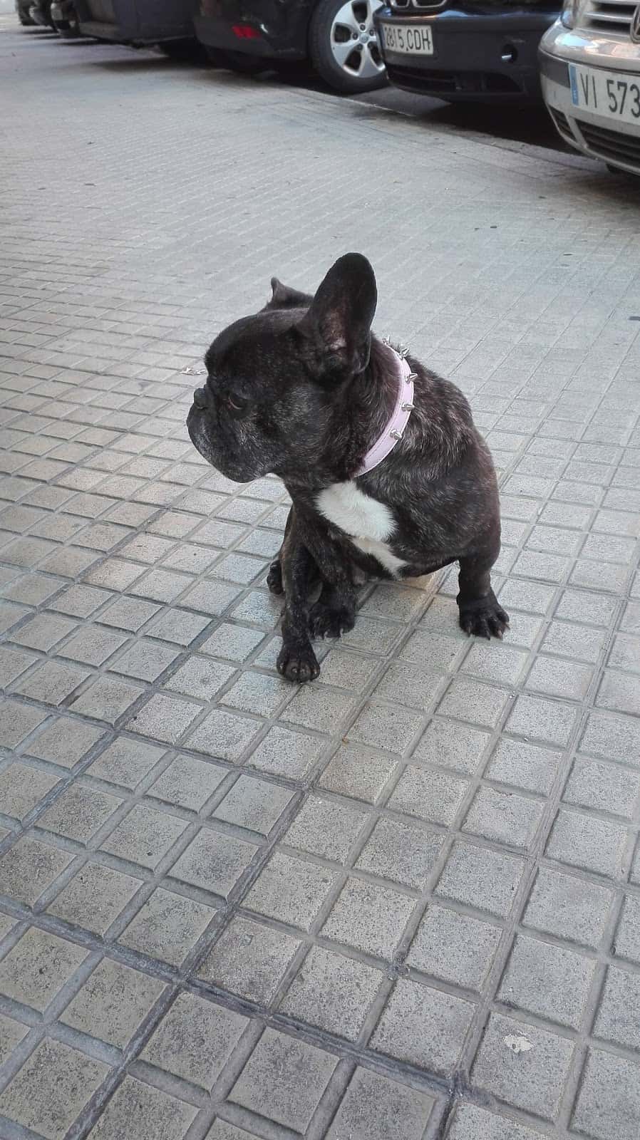 Clinica Veterinaria Vitoria SL -Gasteiz