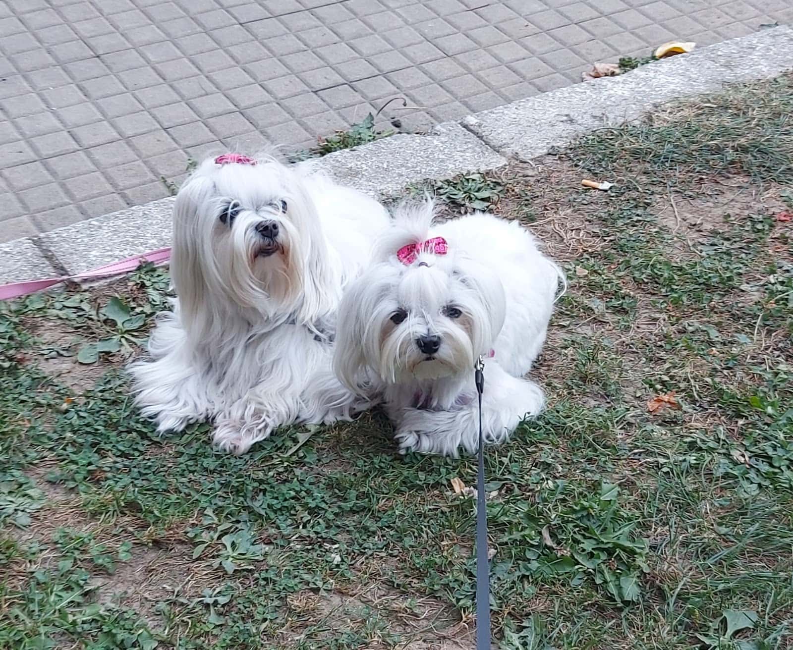 CLÍNICA VETERINARIA AUXO