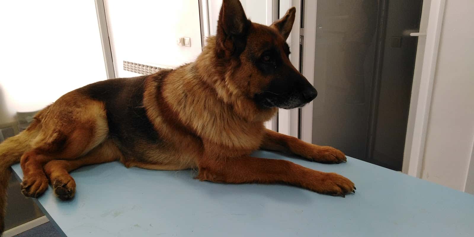 CLÍNICA VETERINARIA AUXO