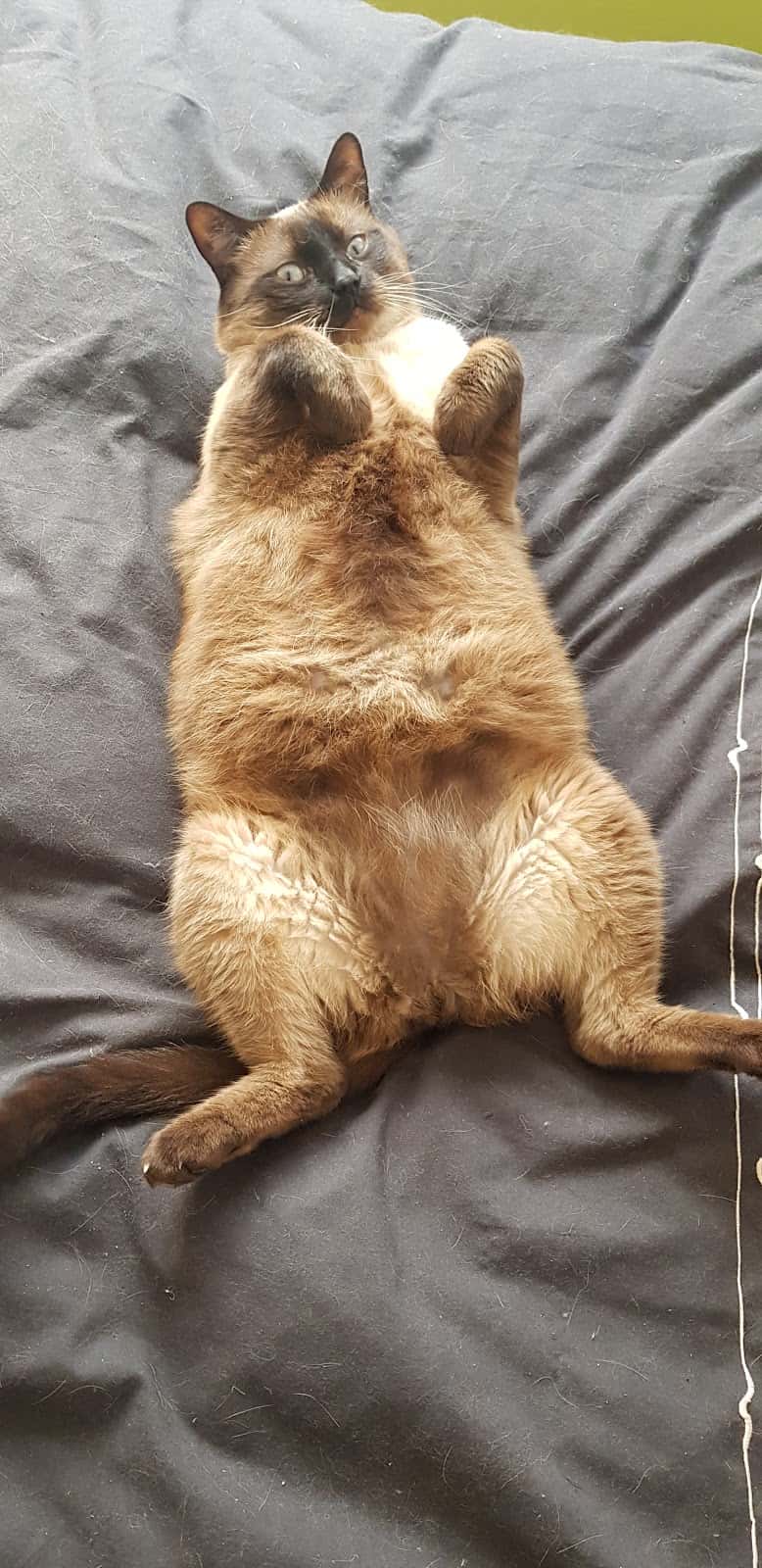 Clínica Veterinaria Irubide