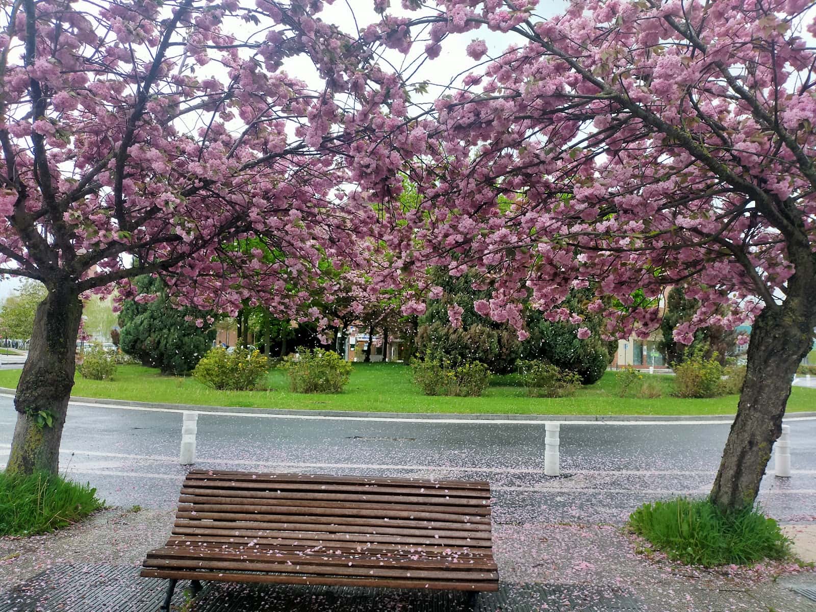 Clínica Veterinaria Boulevard