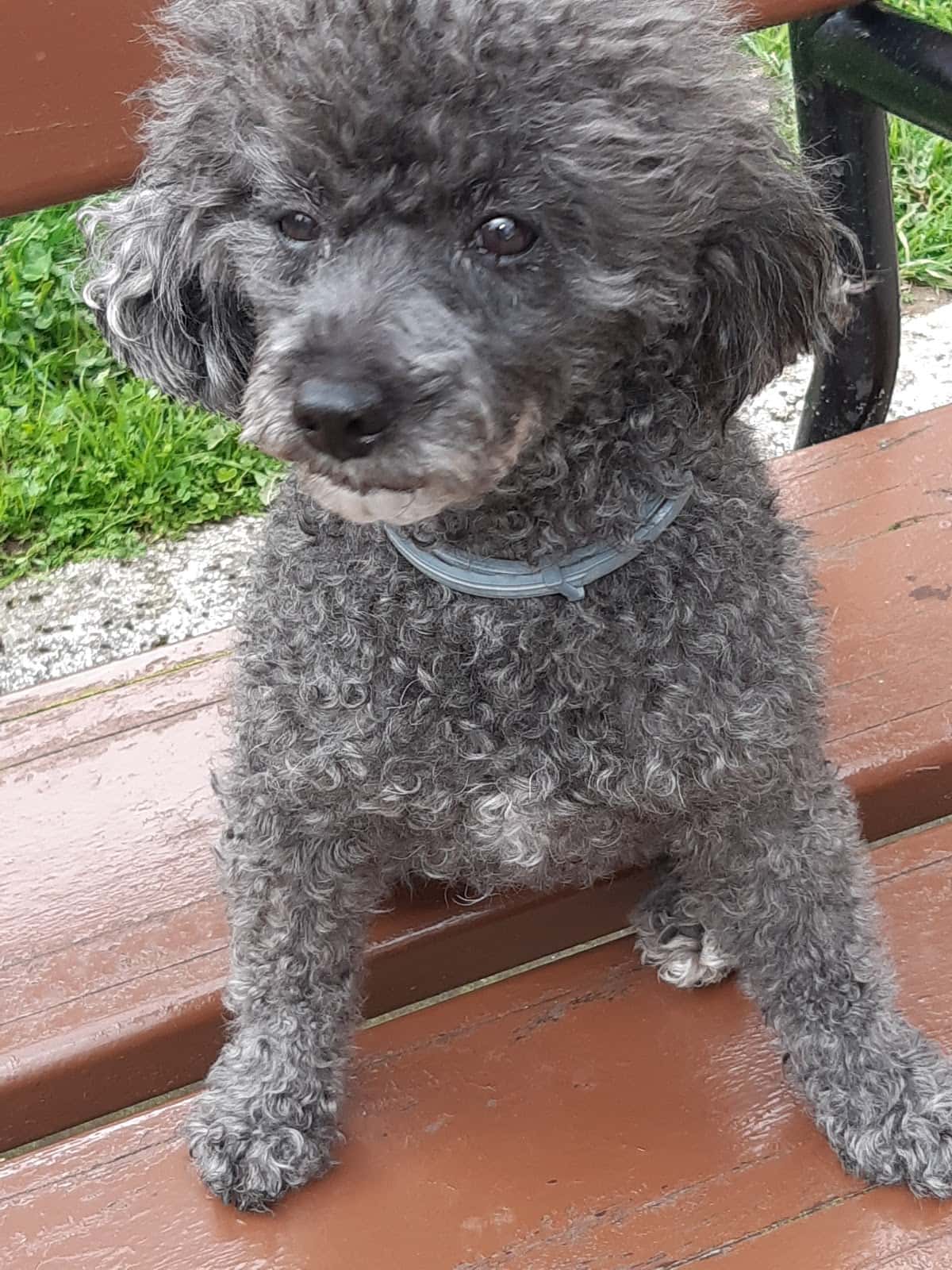 Clínica Veterinaria Boulevard