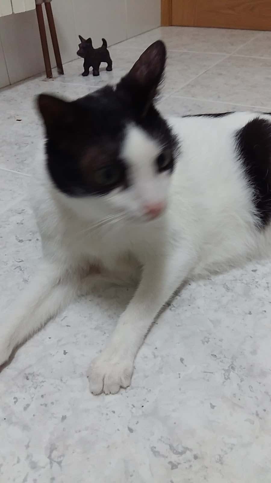 Clínica Veterinaria Boulevard