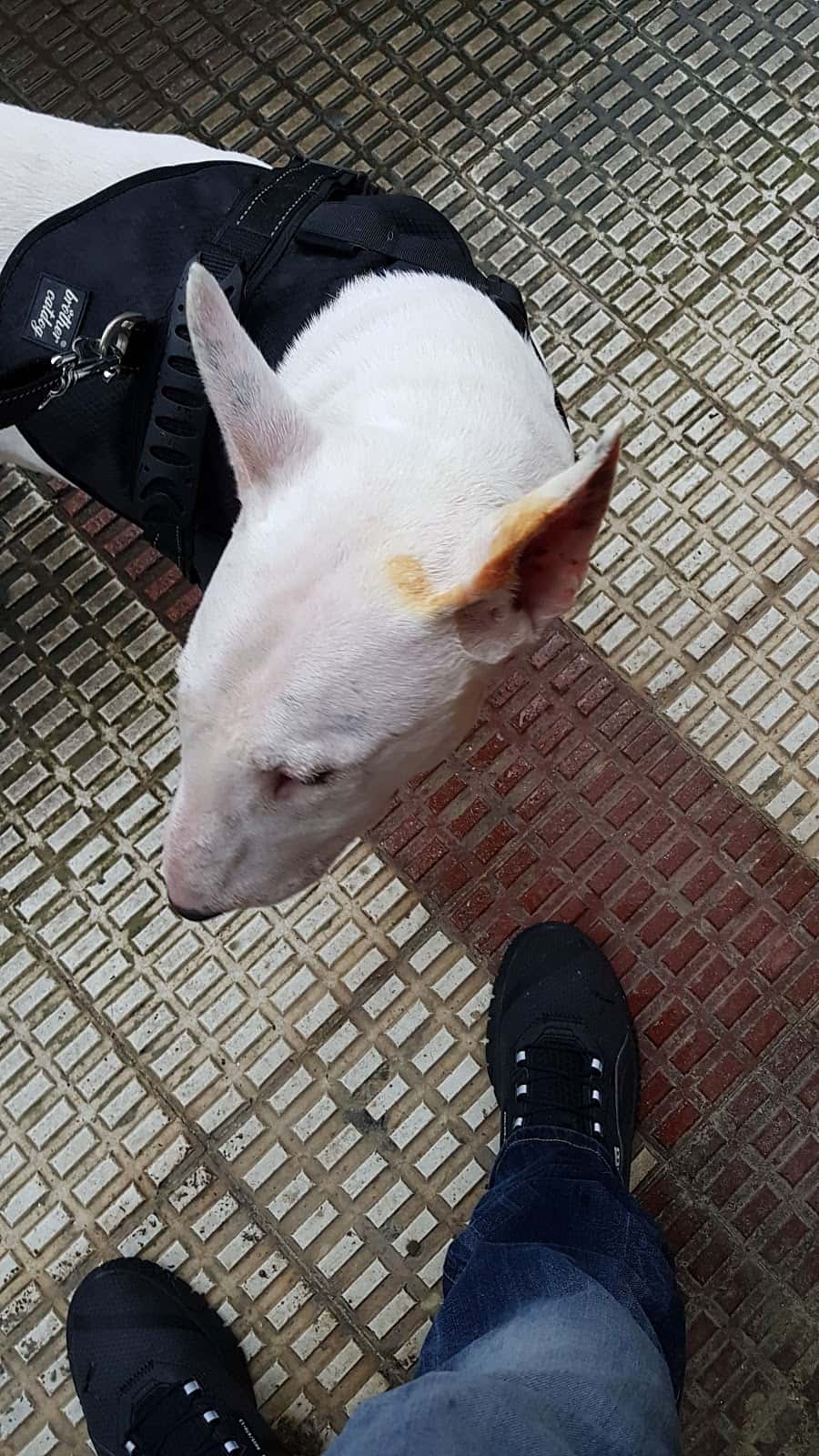 Centro Veterinario Laudio