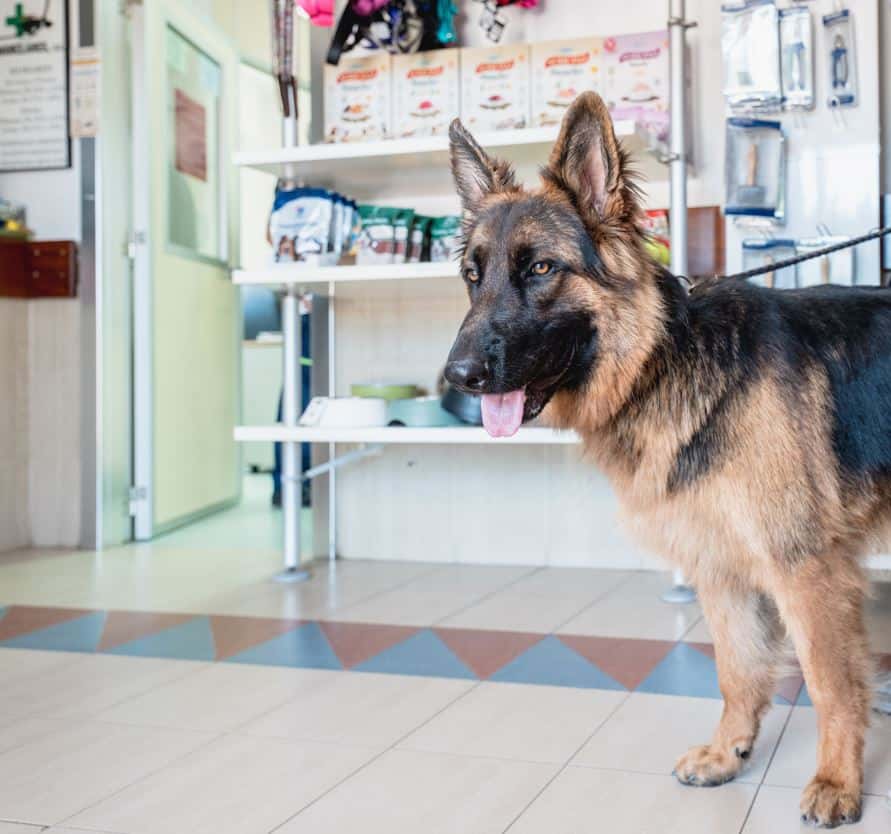 Clínica Veterinaria Nanclares Miranda de Ebro