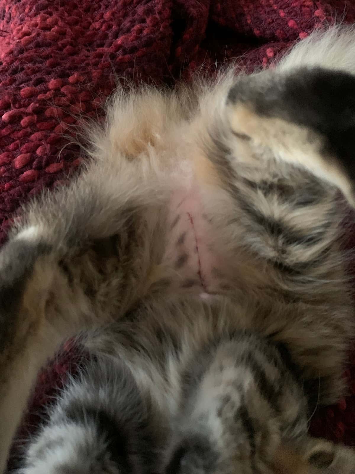 Clínica Veterinaria Linneo
