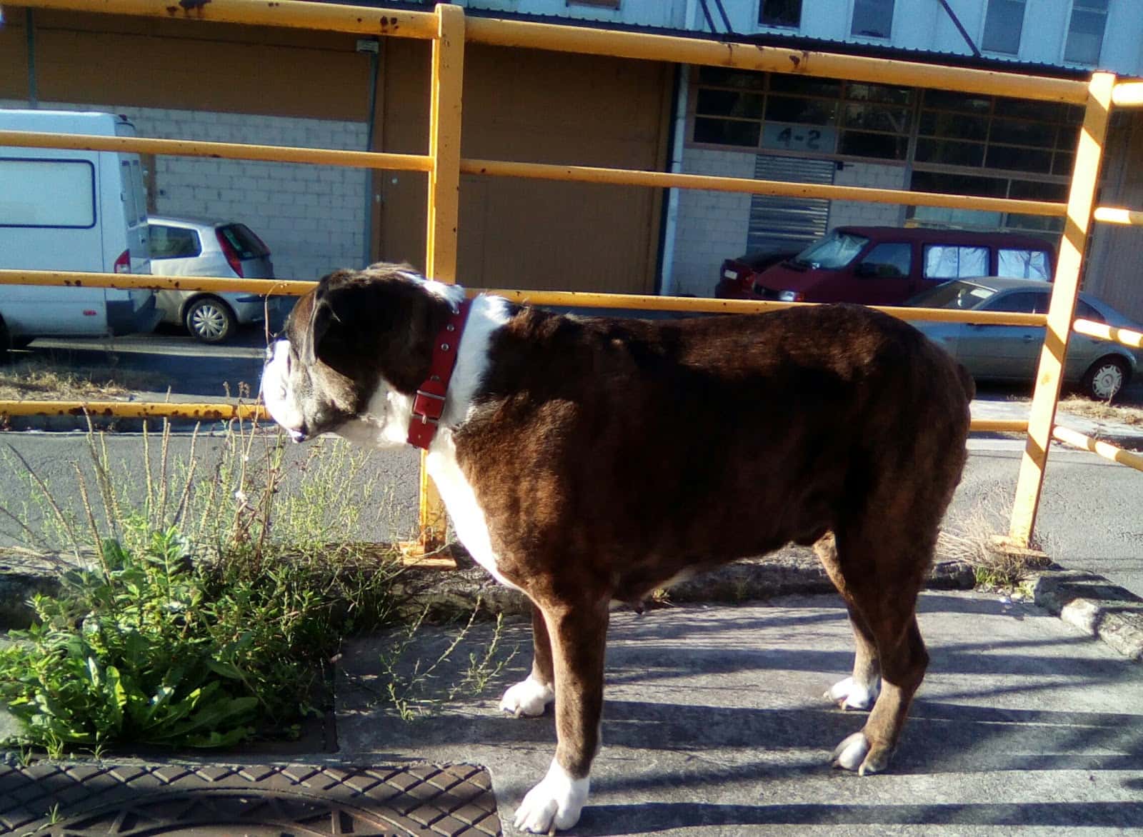 CLINICA VETERINARIA ZAUNKA LLODIO