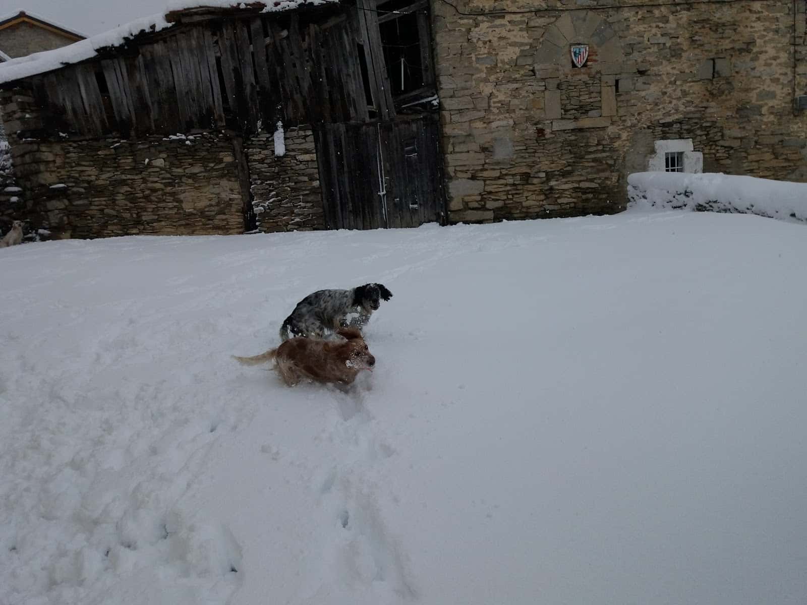 Centro Veterinario Orduña / Urduña Albaitaritza Zentroa