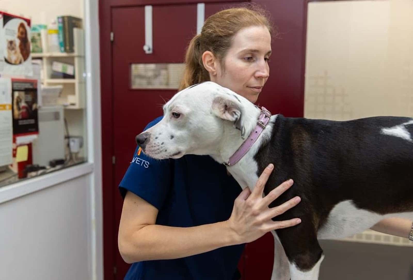 Clínica Veterinaria Etorbide Durango