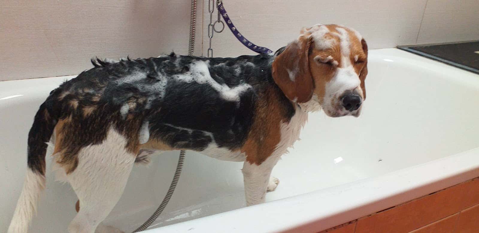 Clínica Veterinaria Zaunka