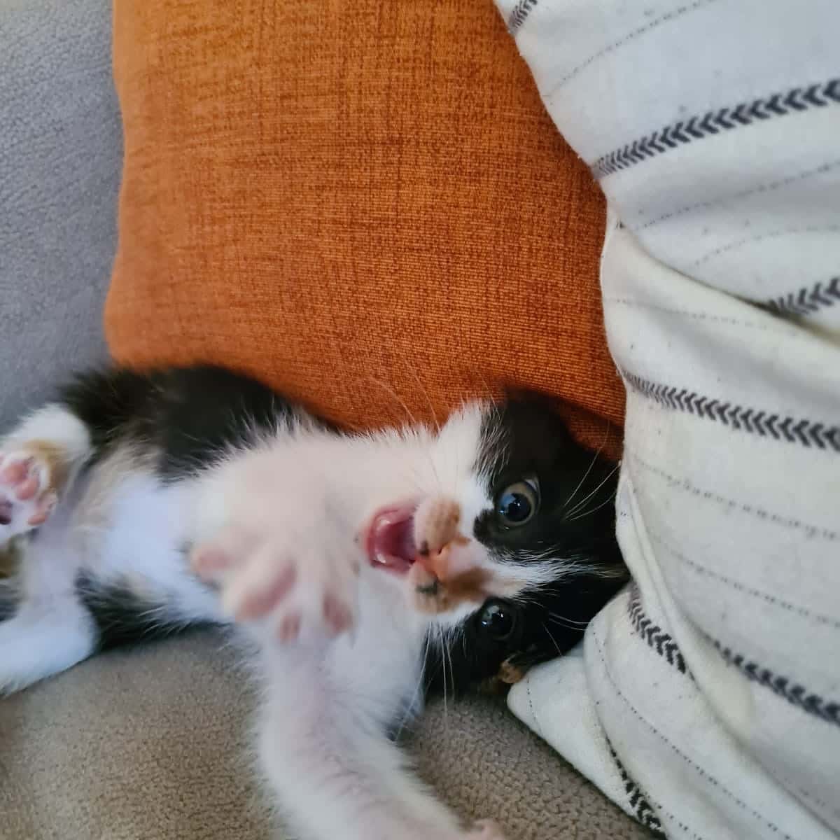 Clínica Veterinaria Zaunka