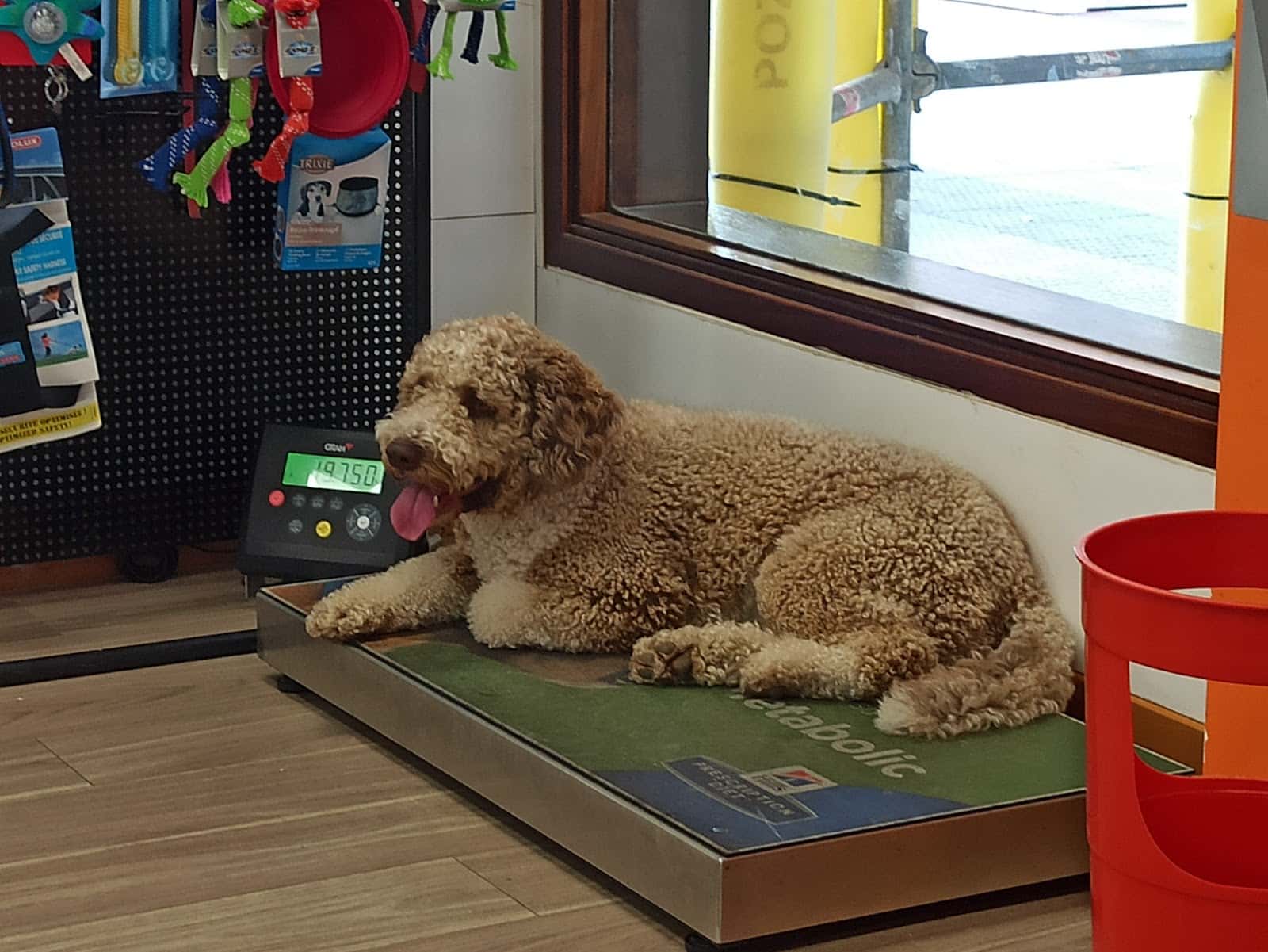 clinica veterinaria zaunka veterinario clinica en durango en bizkaia principalImage ADOPTA Sitios Pet Friendly