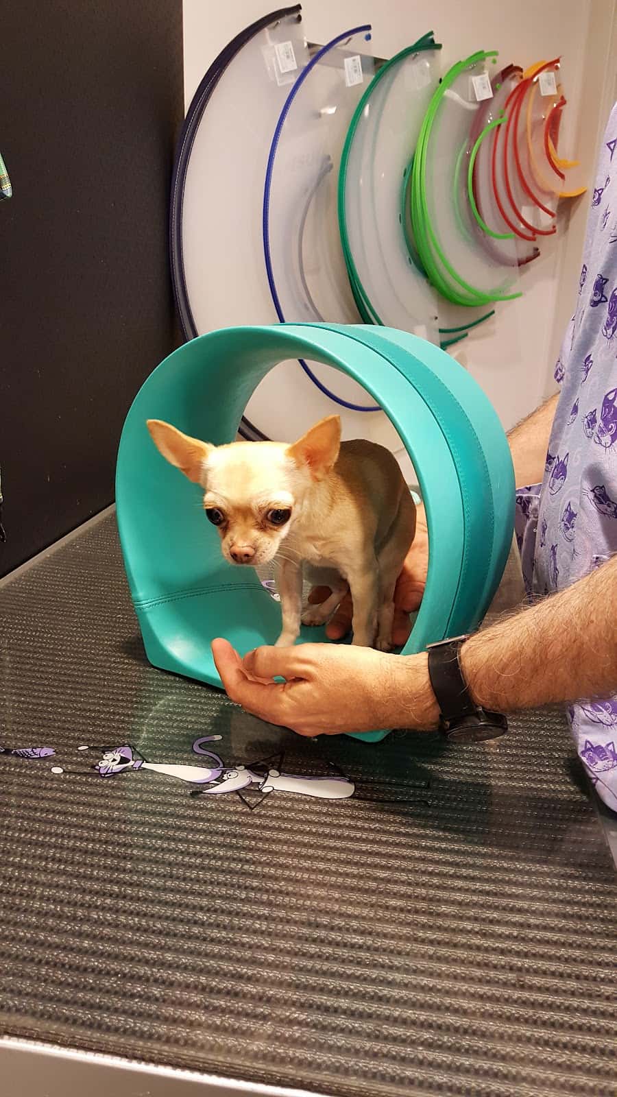 Zaindu Veterinaria