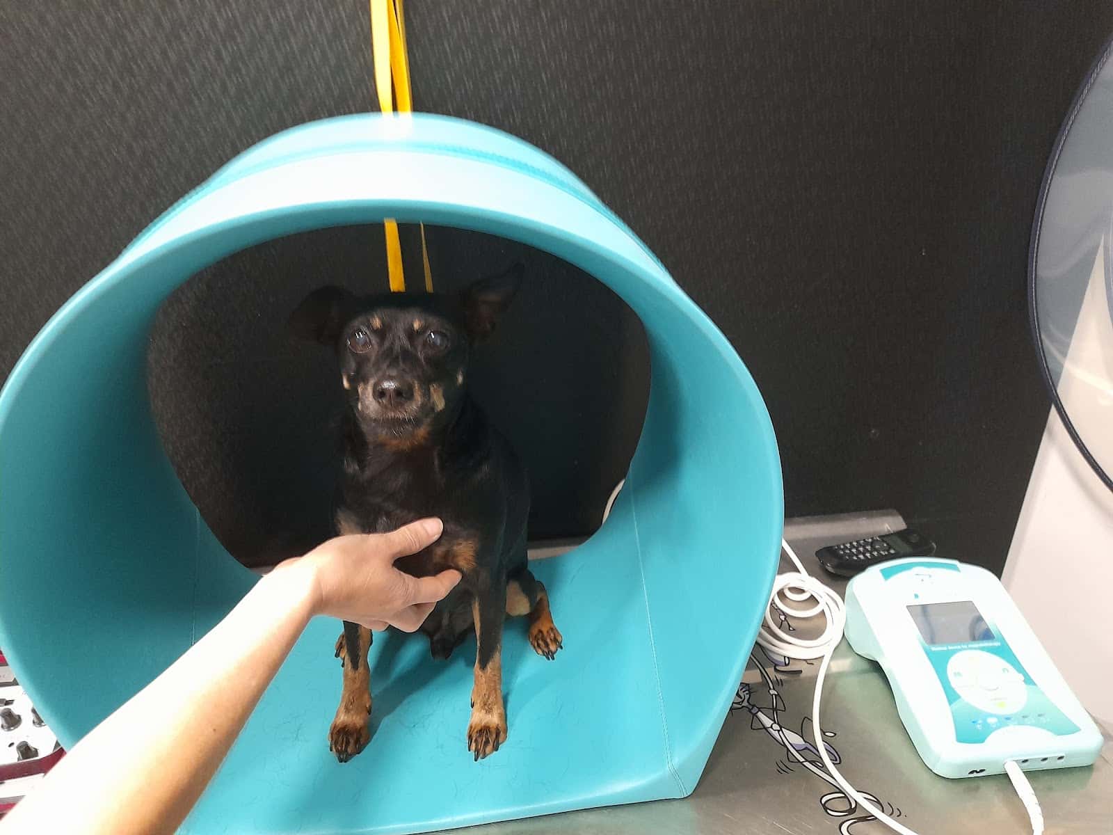zaindu veterinaria veterinario centro en elorrio en bizkaia principalImage ADOPTA Sitios Pet Friendly
