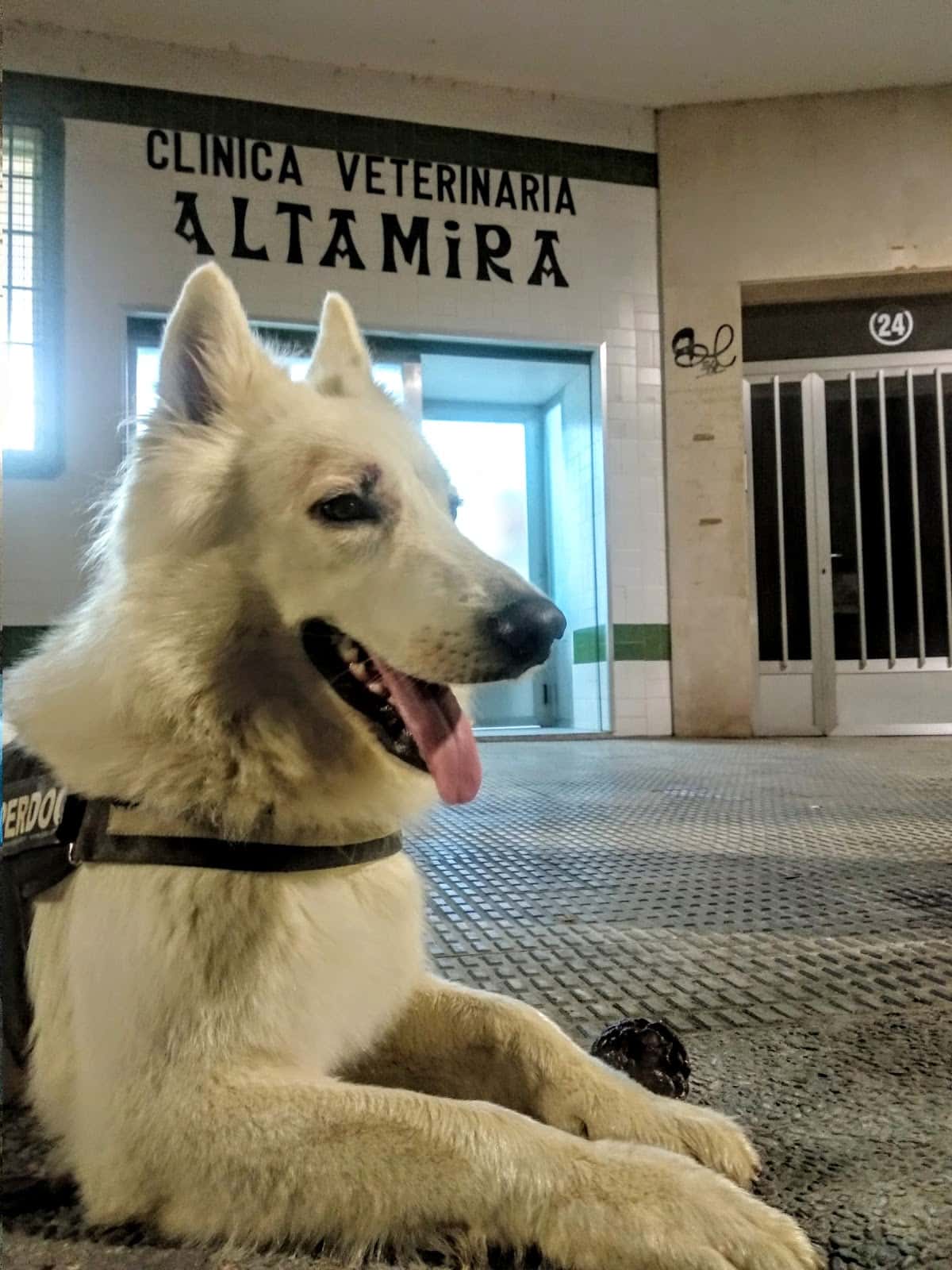 Clínica Veterinaria Altamira