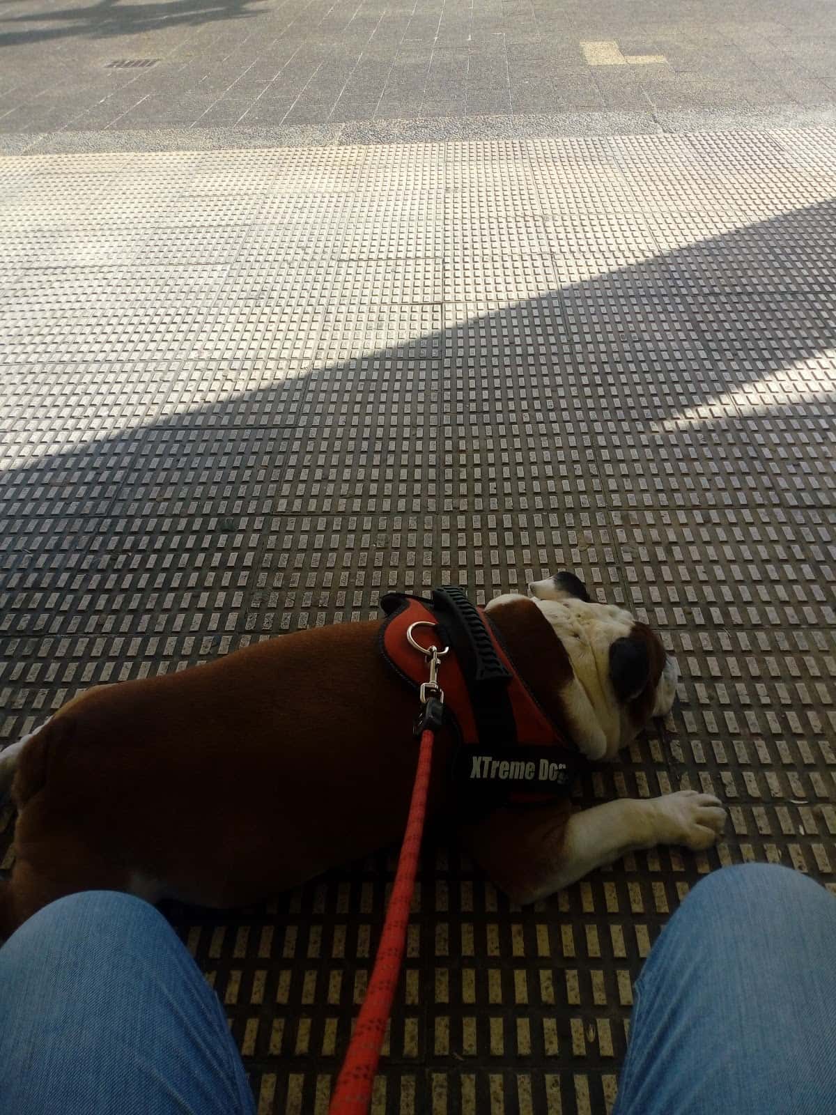 Clínica Veterinaria Altamira