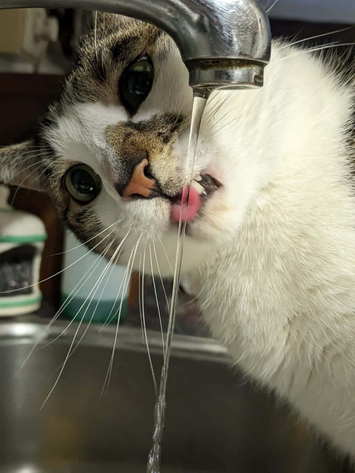 Clínica Veterinaria Altamira