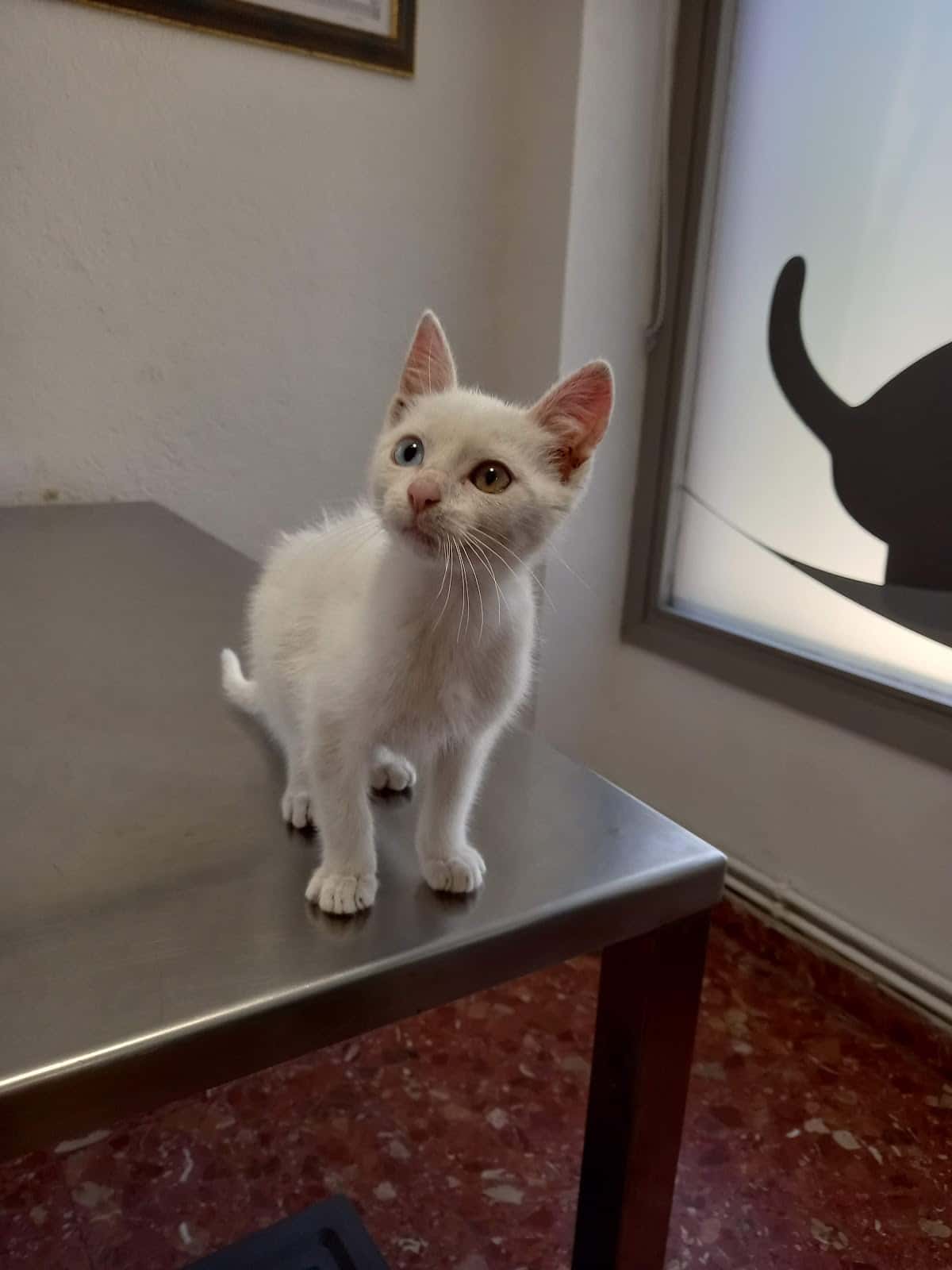 Mimau Albaitaritza