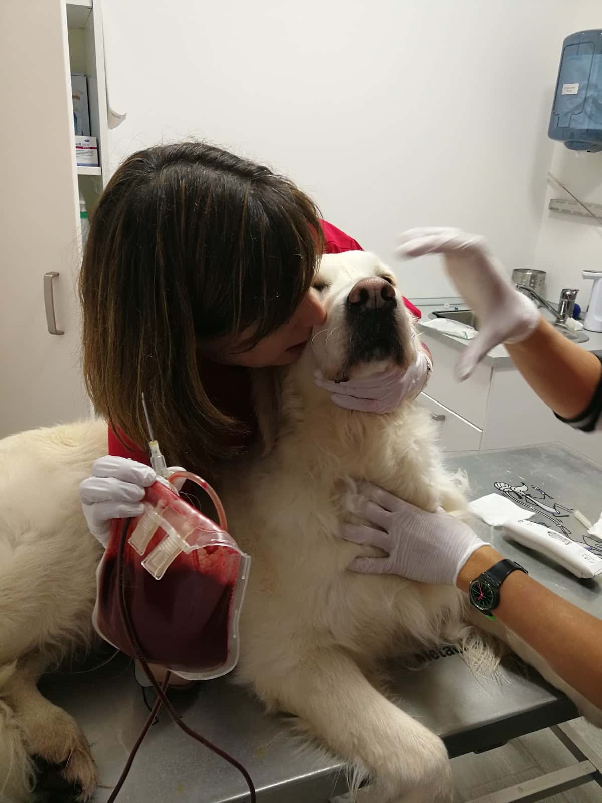 Centro de Rehabilitacion Veterinaria
